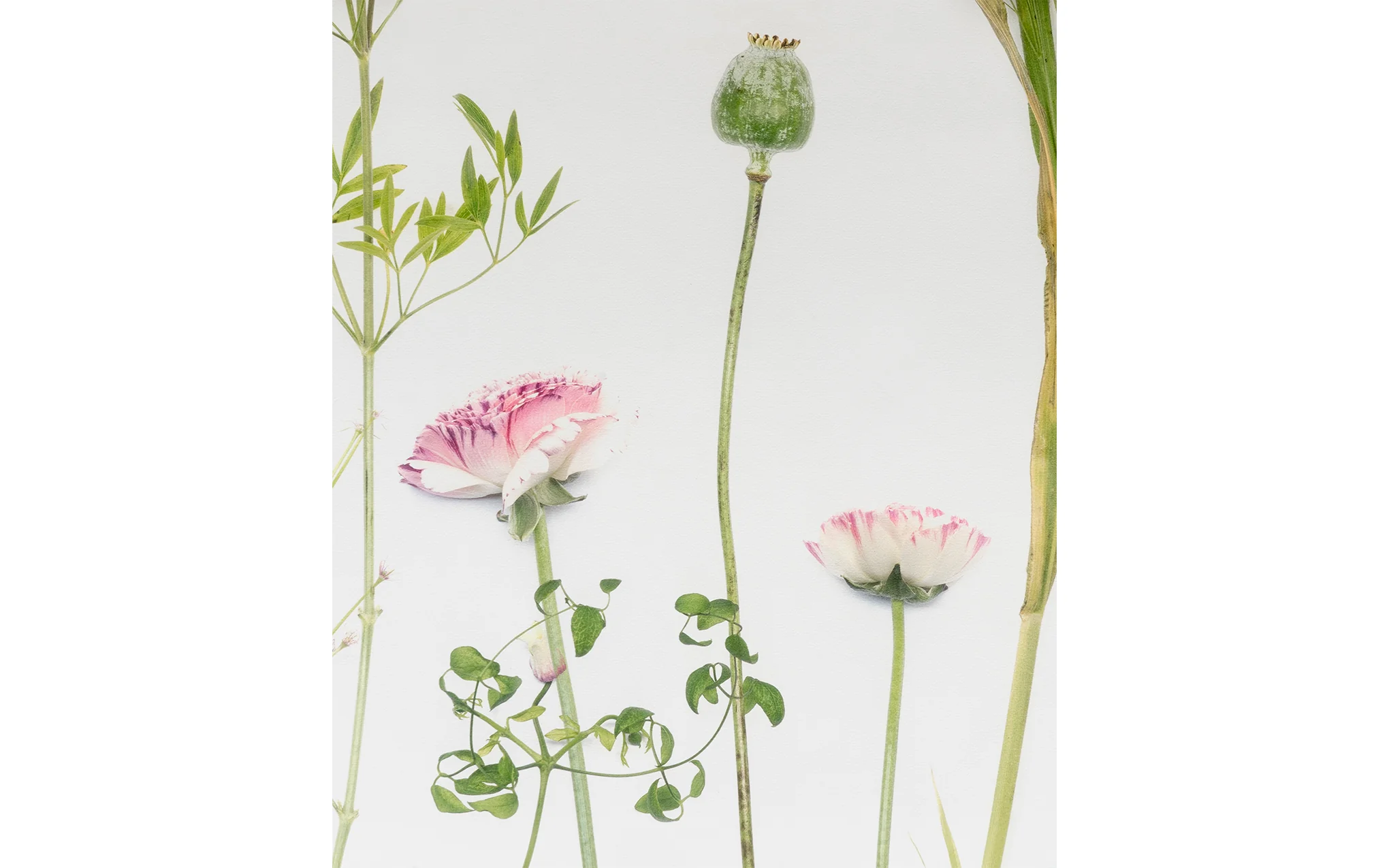 Flora wallpaper - Image 8