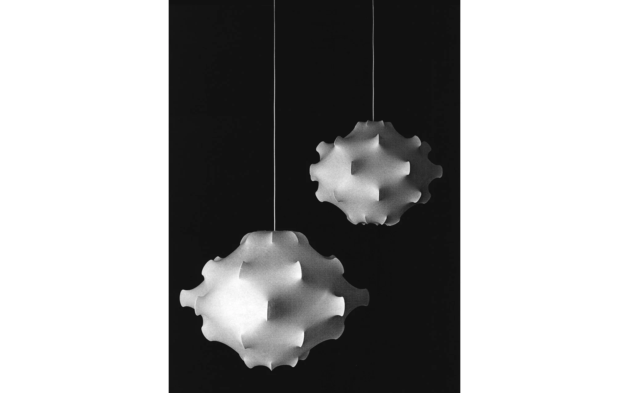 Taraxacum - Image 3